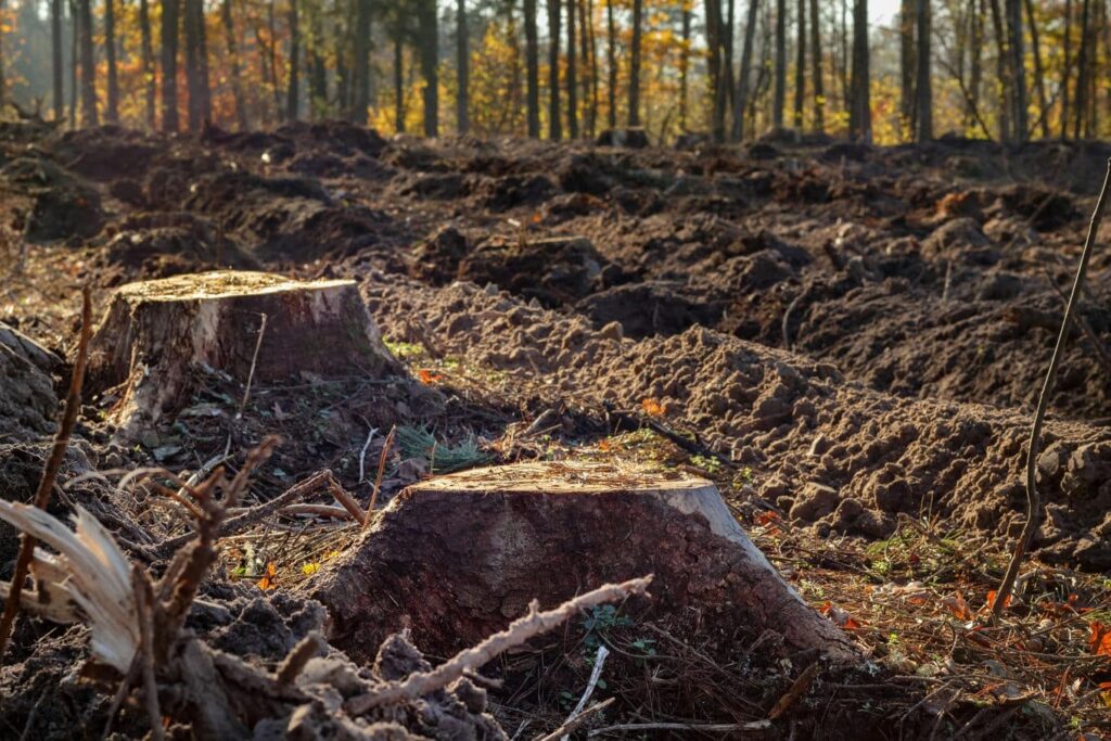 pnie po ściętych drzewach w lesie